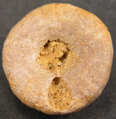 Holectypus depressus