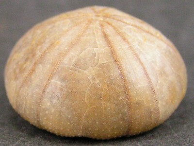 Holectypus depressus