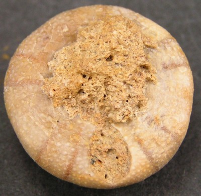 Holectypus depressus