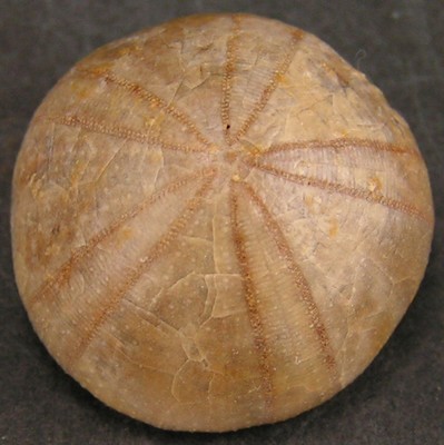 Holectypus depressus