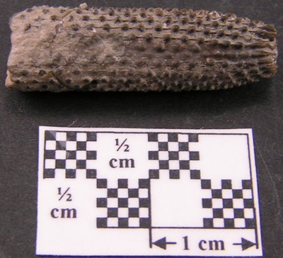 Paracidaris florigemma