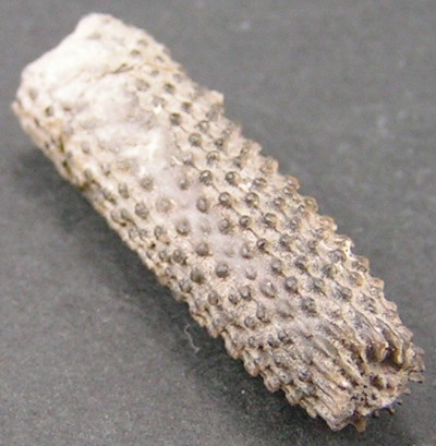 Paracidaris florigemma