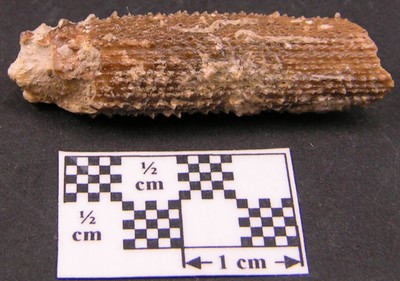 Paracidaris florigemma