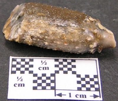 Paracidaris florigemma