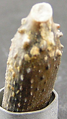 Paracidaris florigemma