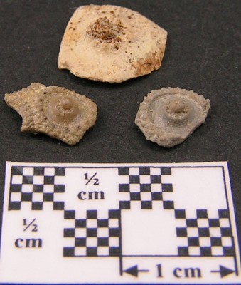 Paracidaris florigemma