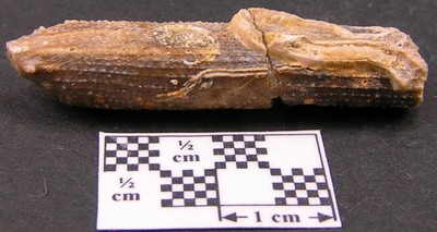 Paracidaris florigemma