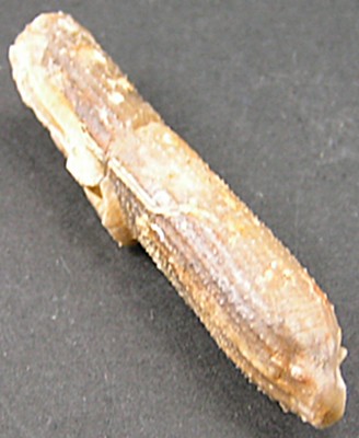 Paracidaris florigemma