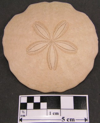 Parascutella producta