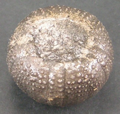 Psephechinus perlatus