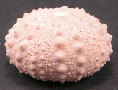 Pseudodiadema pseudodiadema