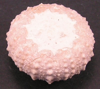 Pseudodiadema pseudodiadema