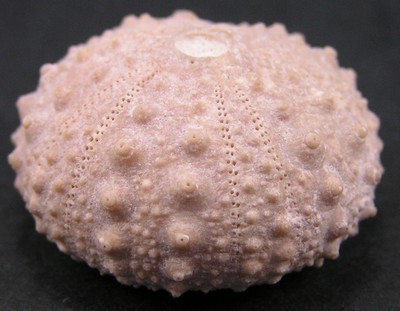 Pseudodiadema pseudodiadema