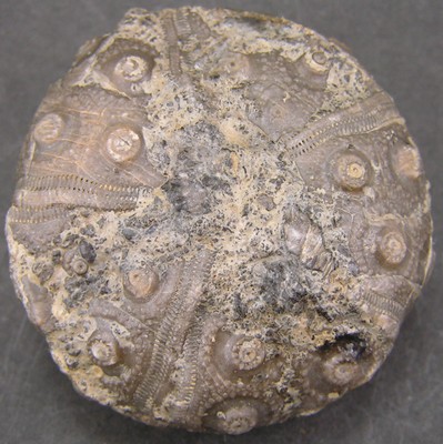Rhabdocidaris turbeti