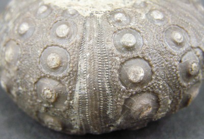 Rhabdocidaris turbeti