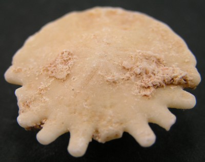 Rotuloidea fimbriata