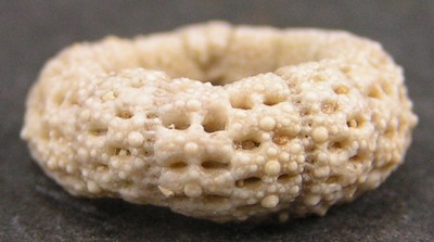 Temnotrema bigoti