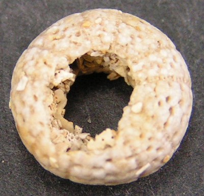Temnotrema bigoti