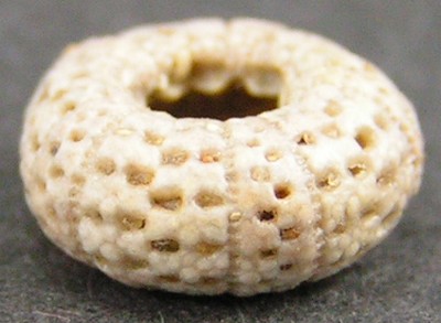 Temnotrema bigoti