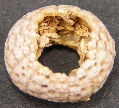 Temnotrema bigoti