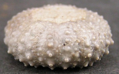 Tetragramma marticense