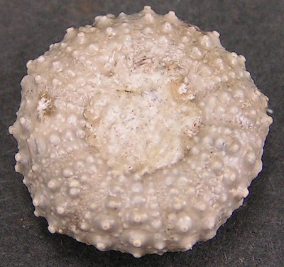 Tetragramma marticense