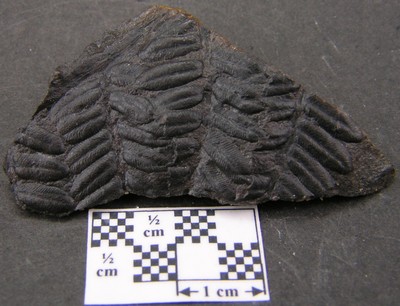 Pecopteris polymorpha