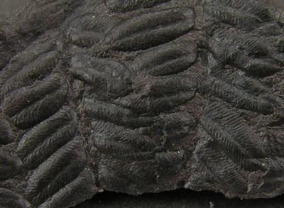 Pecopteris polymorpha
