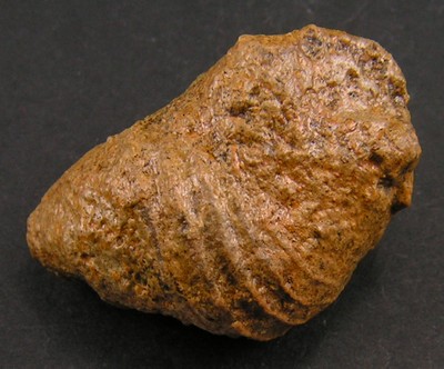 Ambercyclus capitaneus