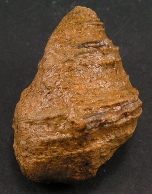Ambercyclus capitaneus
