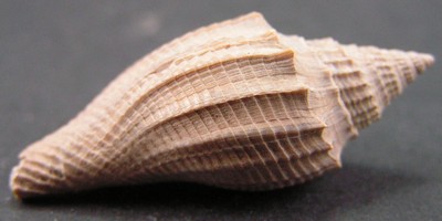 Athleta luctator