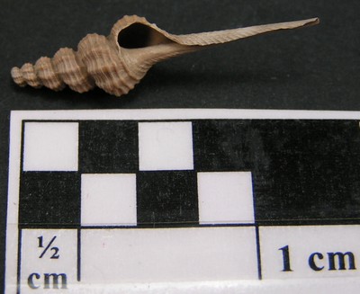 Fusinus porrectus