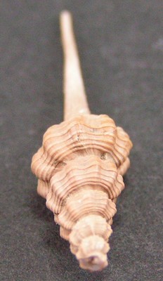 Fusinus porrectus