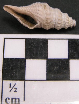 Gemmula aspera