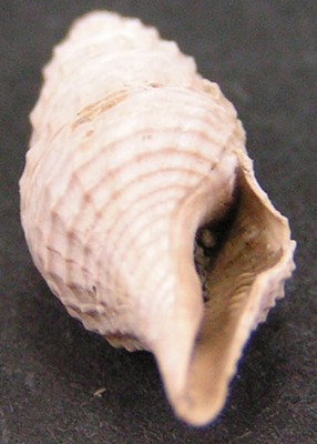 Gemmula aspera