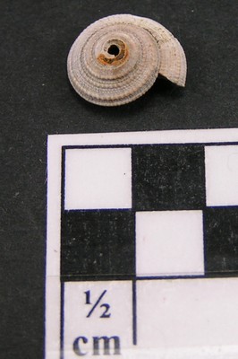 Granosolarium canaliculatum