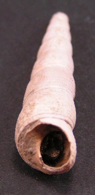 Haustator imbricatarius