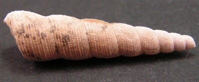Haustator imbricatarius