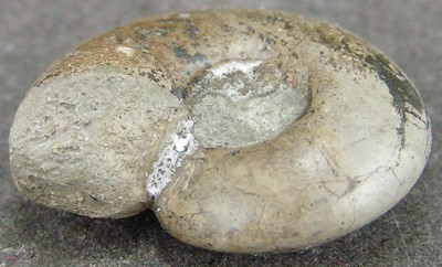 Ptycomphalus expansus