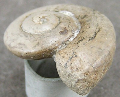 Ptycomphalus expansus