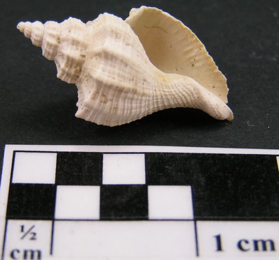 Pugilina palissyi