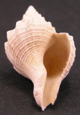 Pugilina palissyi