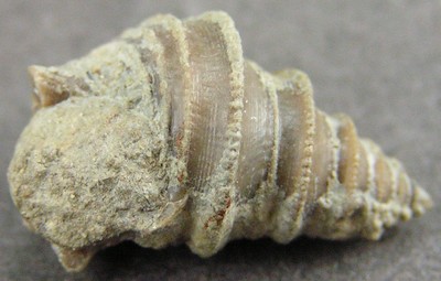 Turbo patroclus