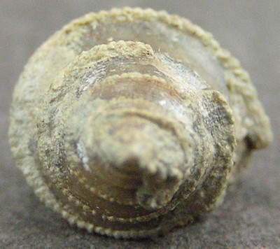 Turbo patroclus
