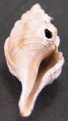 Turricula macilenta