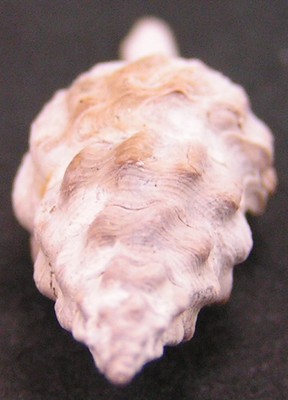 Turricula macilenta
