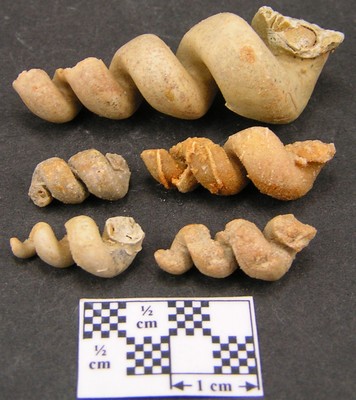 Turritela turris