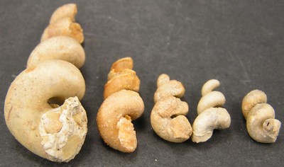 Turritela turris