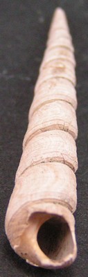 Turritella sulcifera