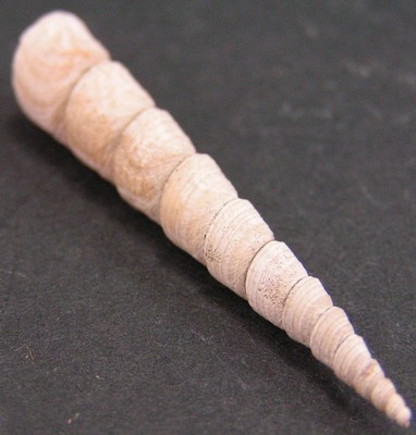 Turritella sulcifera